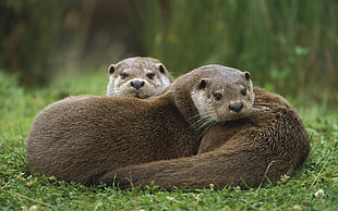 two brown Otters on green grass field